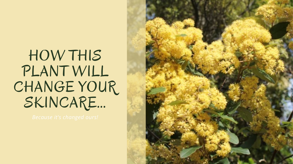 This plant will change your skincare...Because it's changed ours!