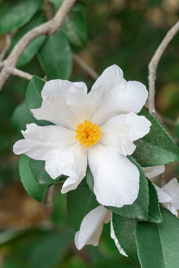 Camellia Seed Oil